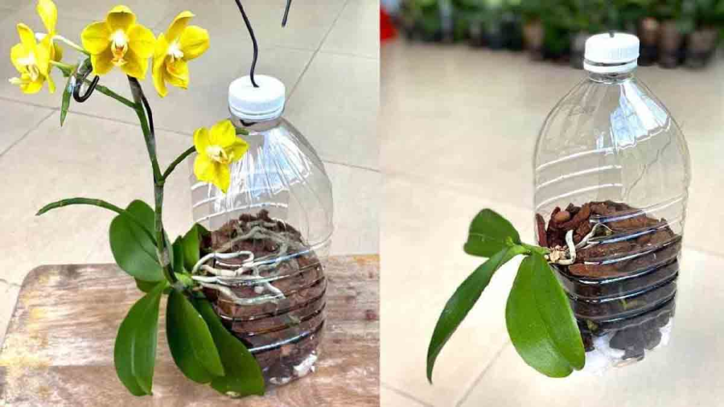 Orchidee Cresceranno Velocemente Se Le Piantate Cos Consigli E