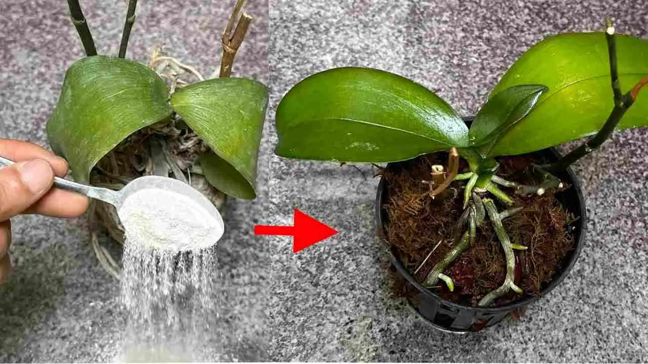 Sembra quasi impossibile, ma è tutto vero resuscitare le piante morte