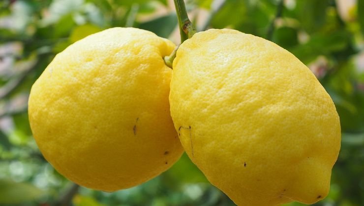 SAPETE COSA SUCCEDE SE SI LASCIANO I LIMONI ATTACCATI ALLA PIANTA? GLI ...